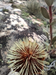Protea glabra