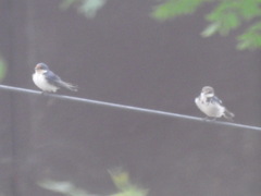 Hirundo aethiopica