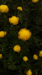 Trollius europaeus