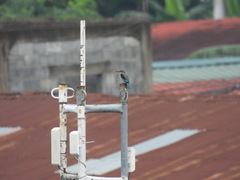 Halcyon senegalensis