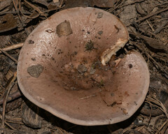 Lactarius argillaceifolius