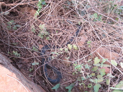 Palusophis bifossatus