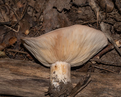 Lactarius argillaceifolius