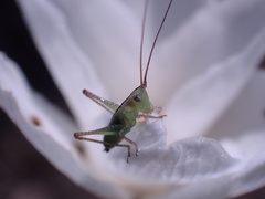 Conocephalini