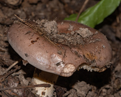 Lactarius argillaceifolius