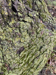 Candelariaceae