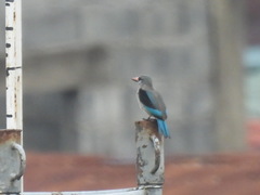 Halcyon senegalensis