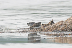 Calidris temminckii