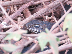 Palusophis bifossatus