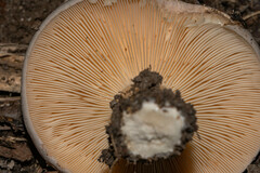 Lactarius argillaceifolius