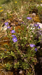 Veronica fruticans