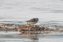 Calidris temminckii