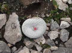 Epithelantha