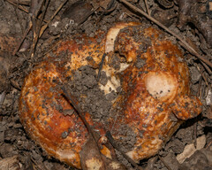 Lactarius psammicola