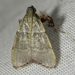 Basacallis tarachodes