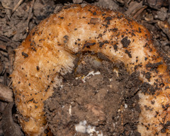 Lactarius psammicola