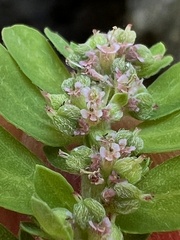 Euphorbia humistrata