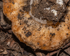 Lactarius psammicola