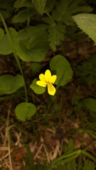 Viola biflora