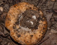 Lactarius psammicola