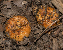 Lactarius psammicola
