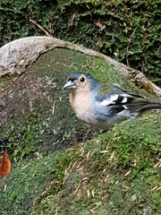 Fringilla coelebs maderensis