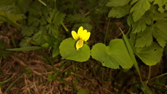 Viola biflora