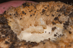 Lactarius psammicola