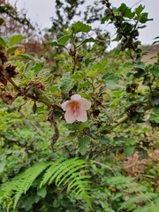 Pavonia columella