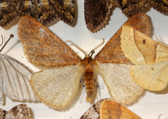 Erannis defoliaria