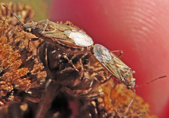 Nysius helveticus