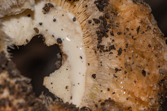 Lactarius psammicola