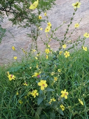 Verbascum sinuatum
