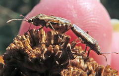 Nysius helveticus