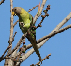 Psittacula cyanocephala