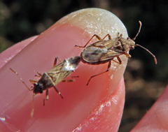 Nysius helveticus