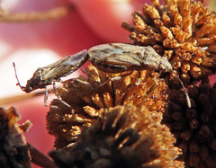 Nysius helveticus