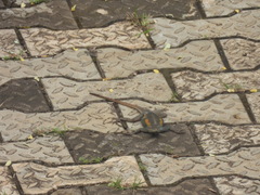 Agama agama