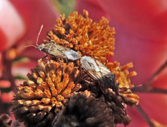 Nysius helveticus