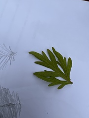 Artemisia verlotiorum