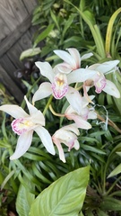 Cymbidium