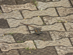 Agama agama