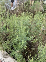 Suaeda maritima