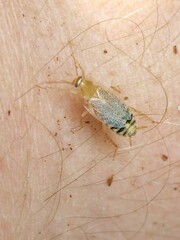 Planuncus tingitanus