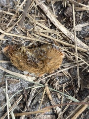 Megalopyge opercularis