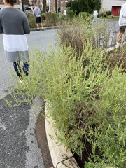 Suaeda maritima