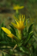 Ericameria suffruticosa