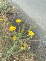 Heterotheca grandiflora