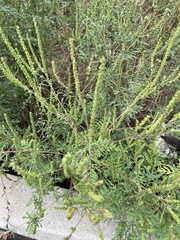 Suaeda maritima