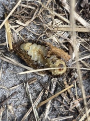 Megalopyge opercularis